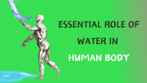 The Essential Role of Water in the Human Body